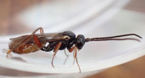 Sphecophaga vesparum